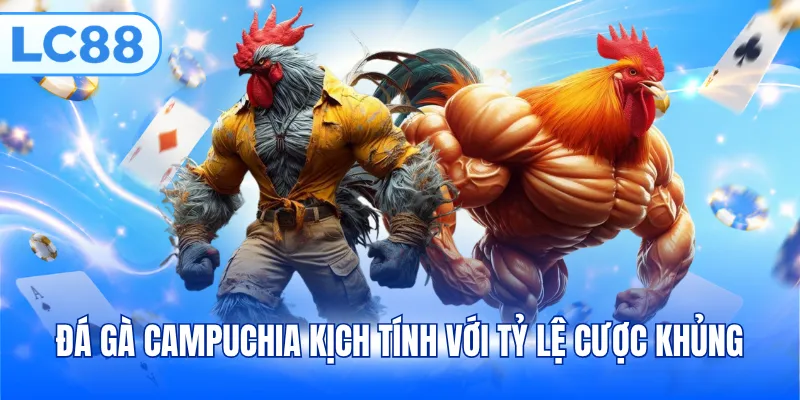 Đá gà Campuchia kịch tính với tỷ lệ cược khủng