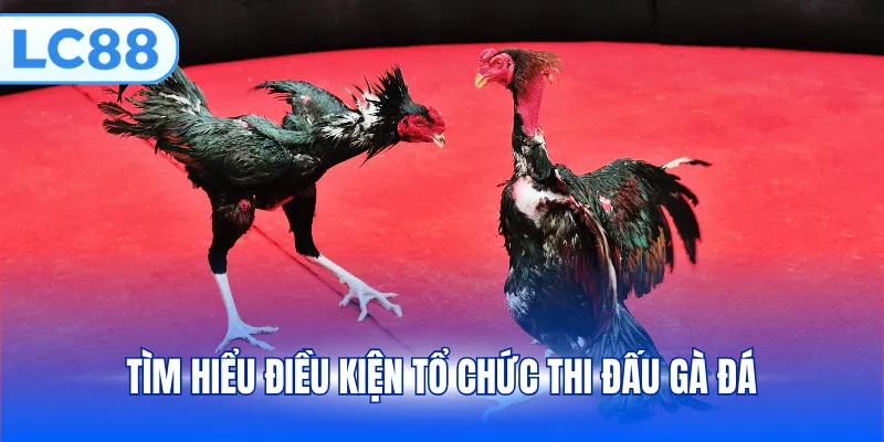 Tìm hiểu điều kiện tổ chức thi đấu gà đá
